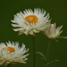 300 AU Seeds Everlasting Daisy Strawflower Flower Helichrysum Cottage Xerochrysum