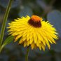 300 AU Seeds Everlasting Daisy Strawflower Flower Helichrysum Cottage Xerochrysum