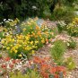 300 AU Seeds Everlasting Daisy Strawflower Flower Helichrysum Cottage Xerochrysum