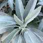 Salvia Apiana White Sage 10 AU Seeds Pack