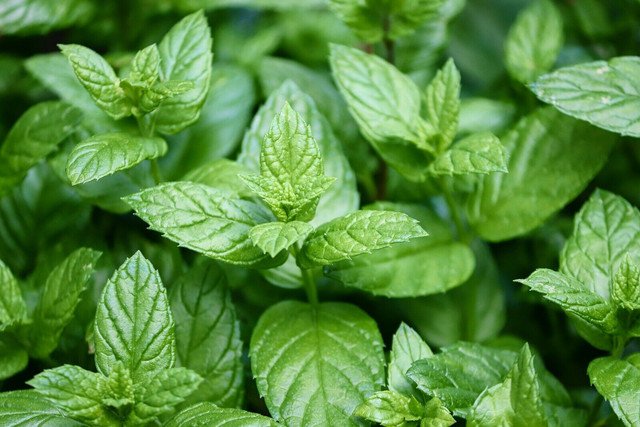 50 AU Seeds PEPPERMINT