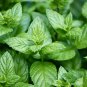 50 AU Seeds PEPPERMINT