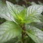 50 AU Seeds PEPPERMINT