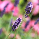 100 AU Seeds LAVENDER True English Lavender vera Fragrant Garden Flowers