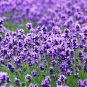 100 AU Seeds LAVENDER True English Lavender vera Fragrant Garden Flowers