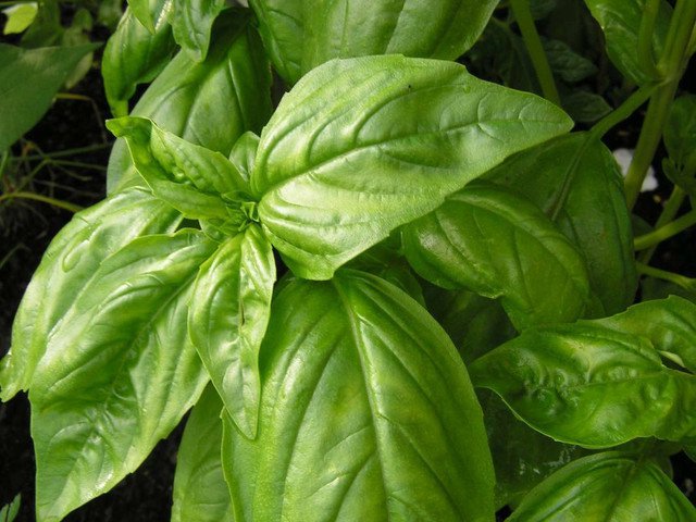 100 AU Seeds BASIL Large Leaf SWEET ITALIAN Herb