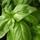 100 AU Seeds BASIL Large Leaf SWEET ITALIAN Herb