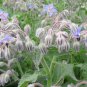 10 AU Seeds BORAGE Borago officinalis Blue Flowers Herb