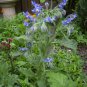 10 AU Seeds BORAGE Borago officinalis Blue Flowers Herb