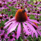 ECHINACEA PURPUREA medicinal herb Cone Flower 30 AU Seeds