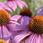 ECHINACEA PURPUREA medicinal herb Cone Flower 30 AU Seeds