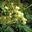 Black Wattle Tree 50 AU Seeds Acacia mearnsii