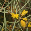 Acacia aneura Mulga Wattle 30 AU Seeds Native Pack
