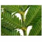 15 AU Seeds Acacia parramattensis Parramatta Green Wattle