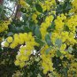 10 AU SEEDS Acacia Podalyriifolia MT Morgan Wattle Native Wattle