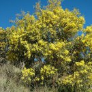 30 AU Seeds ACACIA PYCNANTHA Golden Wattle Native