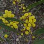 30 AU Seeds ACACIA PYCNANTHA Golden Wattle Native