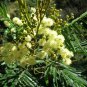 15 AU Seeds Acacia mearnsii Black Wattle Tree