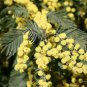 15 AU Seeds Acacia mearnsii Black Wattle Tree