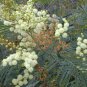 30 AU Seeds Acacia mearnsii Black Wattle Tree