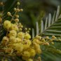 30 AU Seeds Acacia mearnsii Black Wattle Tree