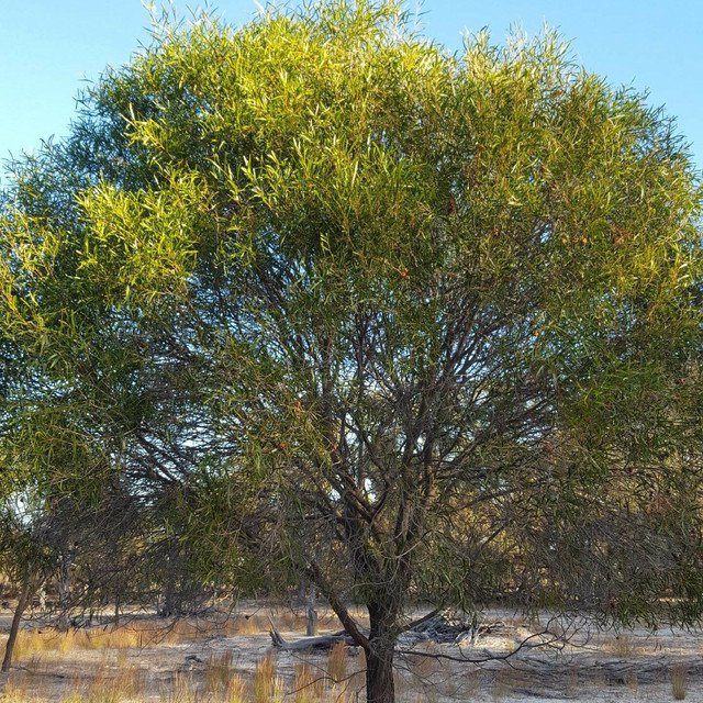 ACACIA ACUMINATA Raspberry Jam Wattle Mangard Wattle 200 AU Seeds Pack