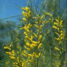 40 AU Seeds Acacia burkittii Wattle Fine Leaf Jam
