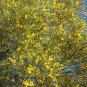 40 AU Seeds Acacia burkittii Wattle Fine Leaf Jam