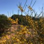 40 AU Seeds Acacia burkittii Wattle Fine Leaf Jam