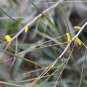 100 AU Seeds ACACIA ACUMINATA Narrow Leaf Form Raspberry Jam Wattle With Tracking
