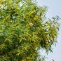 Acacia auriculiformis Earleaf Acacia,Northern Black Wattle 10 AU Seeds Pack