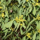 30 AU Seeds Acacia obliquinervia Mountain Hickory Wattle
