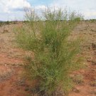 30 AU Seeds Acacia victoriae Gundabluey bardi bush