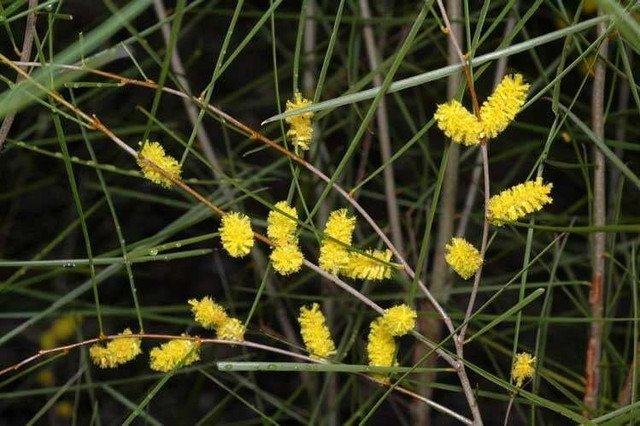 Acacia acuminata Narrow Leaf Form Raspberry Jam Wattle 500 AU Seeds Pack Native