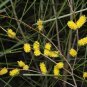 Acacia acuminata Narrow Leaf Form Raspberry Jam Wattle 500 AU Seeds Pack Native
