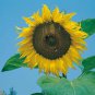 Sunflower Giant Single Helianthus 100 AU Seeds Pack