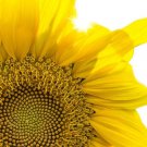 40 AU Seeds Sunflower Giant Single