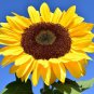 40 AU Seeds Sunflower Giant Single