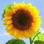 20 AU Seeds Sunflower Giant Single Helianthus annuus Flower Garden