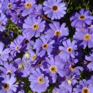 Swan River Daisy Brachyscome iberidifolia Blue White 400 AU seeds
