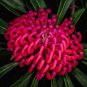 5 AU Seeds Telopea truncata TASMANIAN WARATAH Fast Growing Native Frost Tolerant