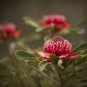 5 AU Seeds Telopea truncata TASMANIAN WARATAH Fast Growing Native Frost Tolerant