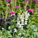 300 AU Seeds SNAPDRAGON Antirrhinum Mixed Colours Perennial Flower Cottage Garden