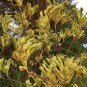 50 AU Seeds Kangaroo Paw Anigozanthos flavidus Green Yellow