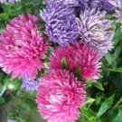 Easy Cottage Garden Flowers ASTER Giant Princess Mix 70 AU Seeds
