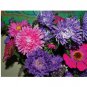 Easy Cottage Garden Flowers ASTER Giant Princess Mix 70 AU Seeds