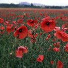 Poppy Oriental Poppy Big Red 500 AU Seeds