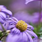 500 AU seeds Swan River Daisy Brachyscome iberidifolia White Blue
