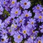 500 AU seeds Swan River Daisy Brachyscome iberidifolia White Blue