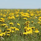 200 AU Seeds DANDELION Taraxacum officinale